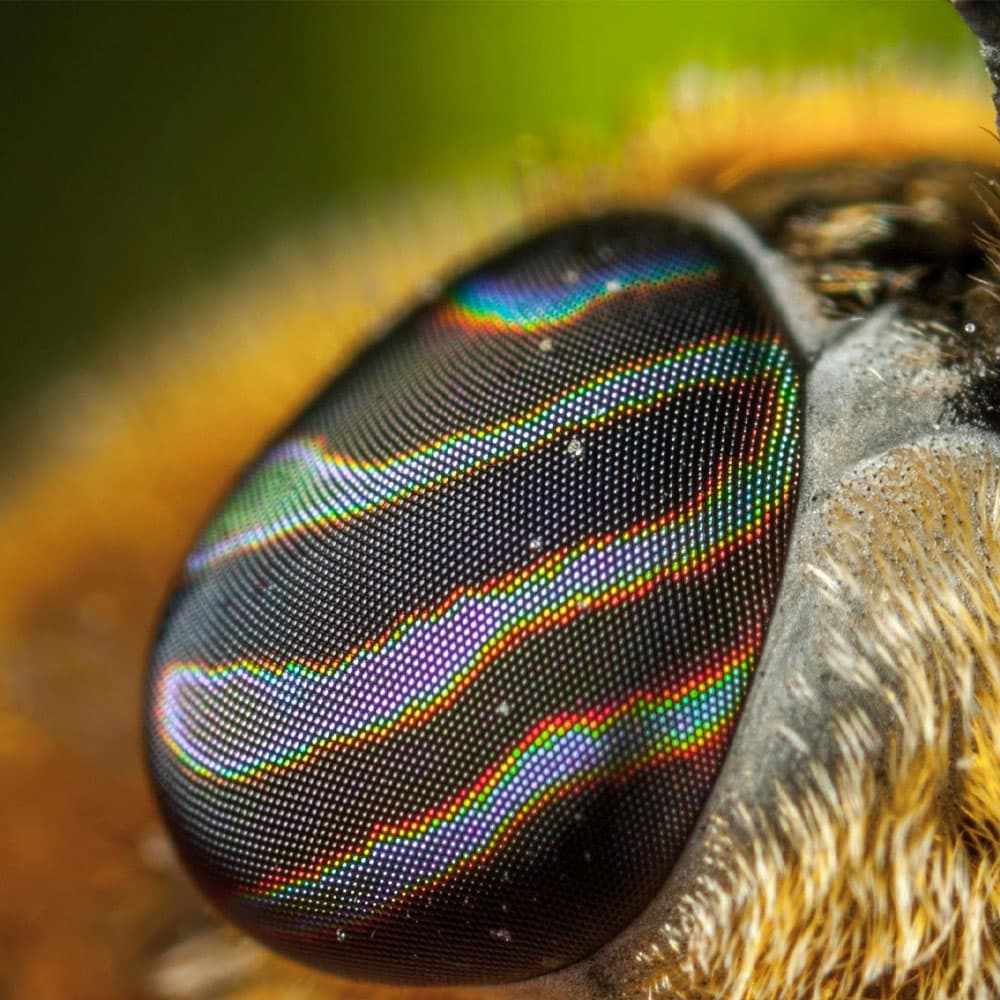 Vista ultravioleta del ojo de una abeja